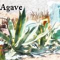 BlueAgave