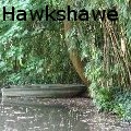 SharonHawkshawe